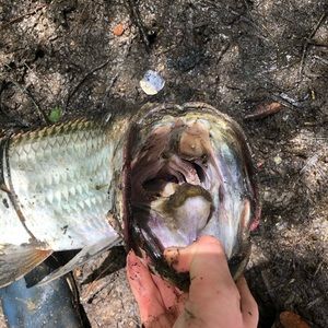 Meet your Posher, Shayne